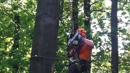 bomen rooien 